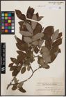 Foto von Salix cinerea L.